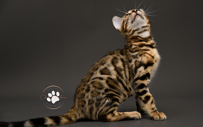 Bengal kitten for sale